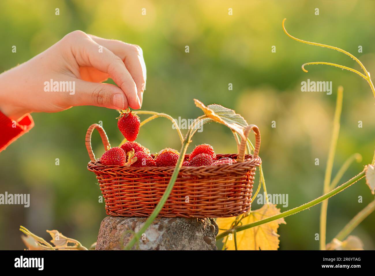Ein Korb mit roten Erdbeeren, eine junge Frau nimmt Erdbeeren mit ihren ...