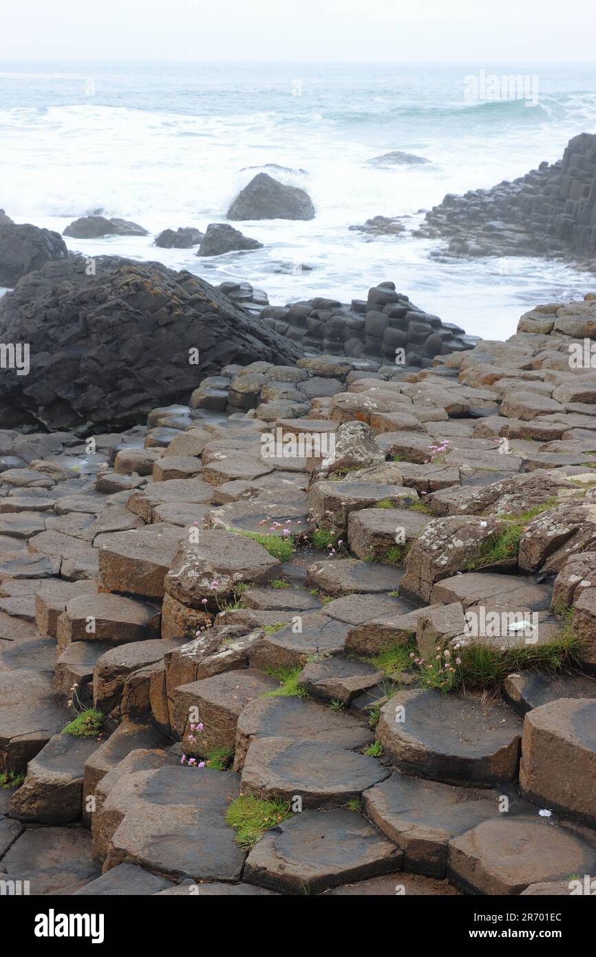 Felsformationen am Giant's Causeway, Country Antrim, Nordirland Stockfoto