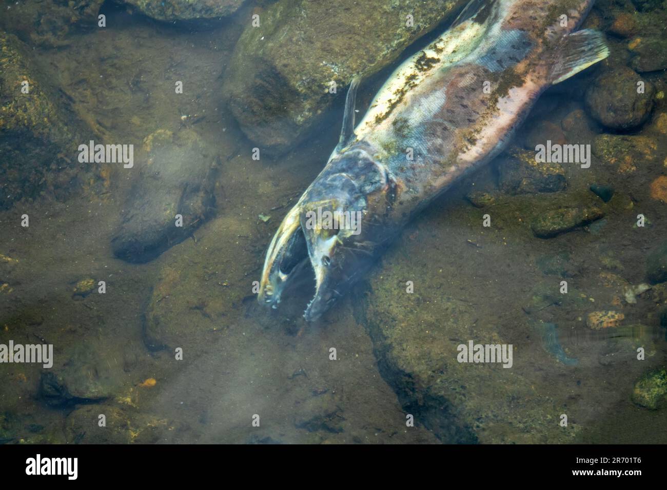 Lachs starb nach der Fortpflanzungsfunktion. Tierkörper von Fischen verrotten unter Wasser und bereichern den Fortpflanzungsfluss mit organischem Material. Meer von Okhotsk b Stockfoto