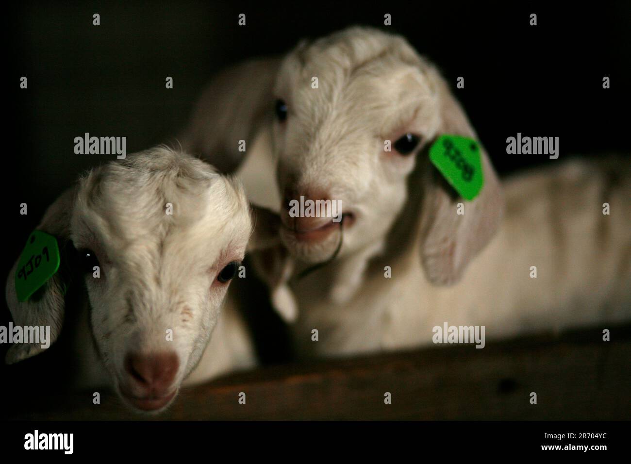 Zwei Ziegenbabys auf der Andrew & Jennifer Miller Farm, Rush Creek Farms in Sidney, Illinois. Stockfoto