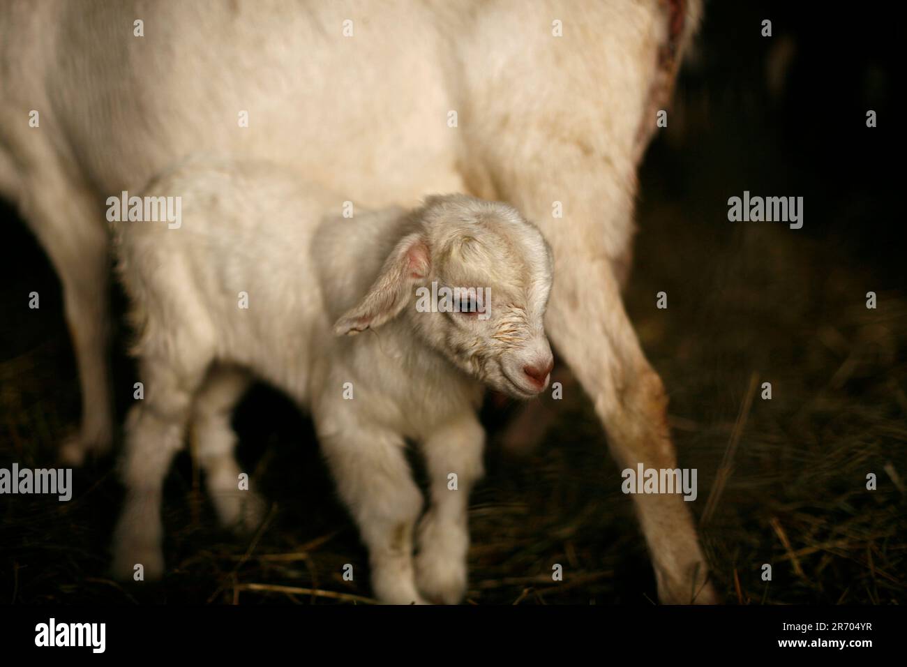 Ein Ziegenbaby auf der Andrew & Jennifer Miller Farm, Rush Creek Farms in Sidney, Illinois. Stockfoto