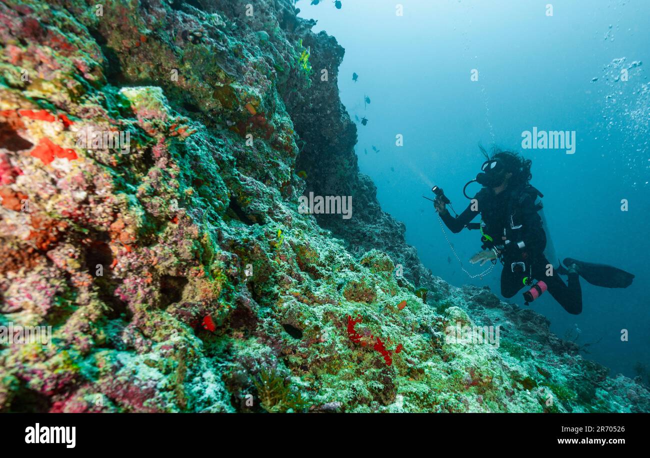 taucher, der das Riff auf den Malediven erkundet Stockfoto