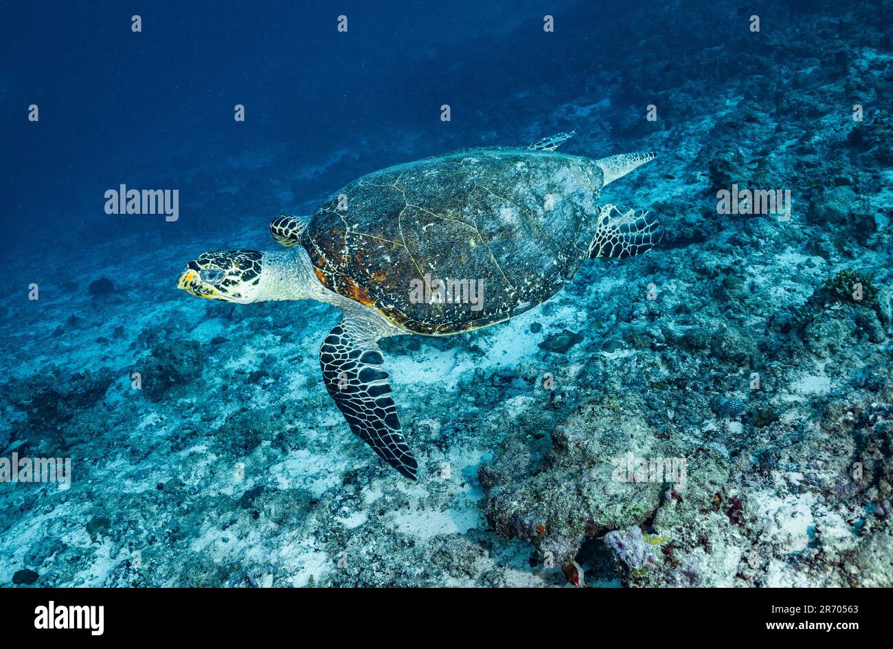 Meeresschildkröte auf den Malediven Stockfoto