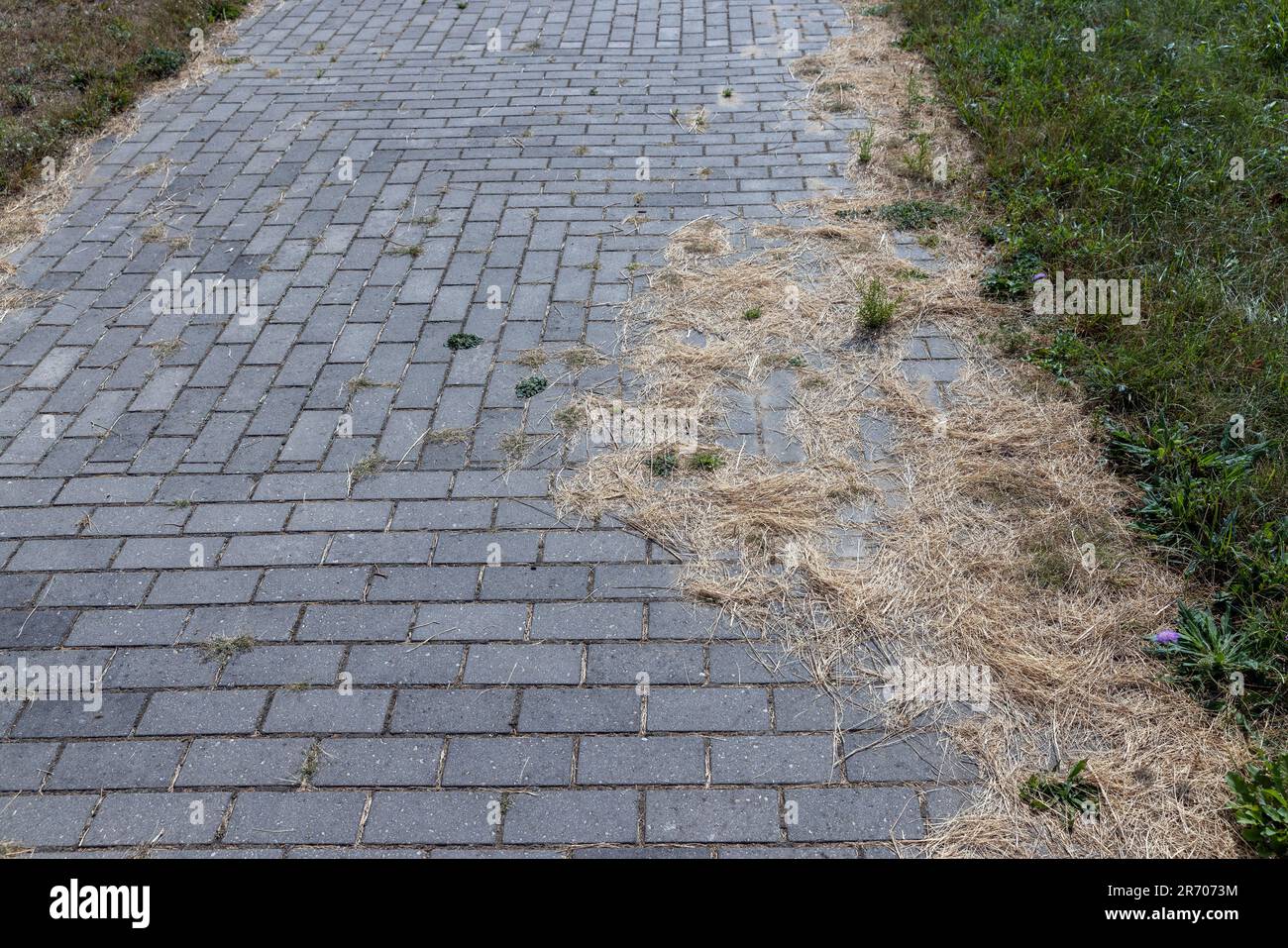 Details der Straße, auf der Gras durch die Fliesen wächst und Nähte in den Fliesen entstehen, ein Teil der Straße wird durch Gras und andere Pflanzen zerstört Stockfoto