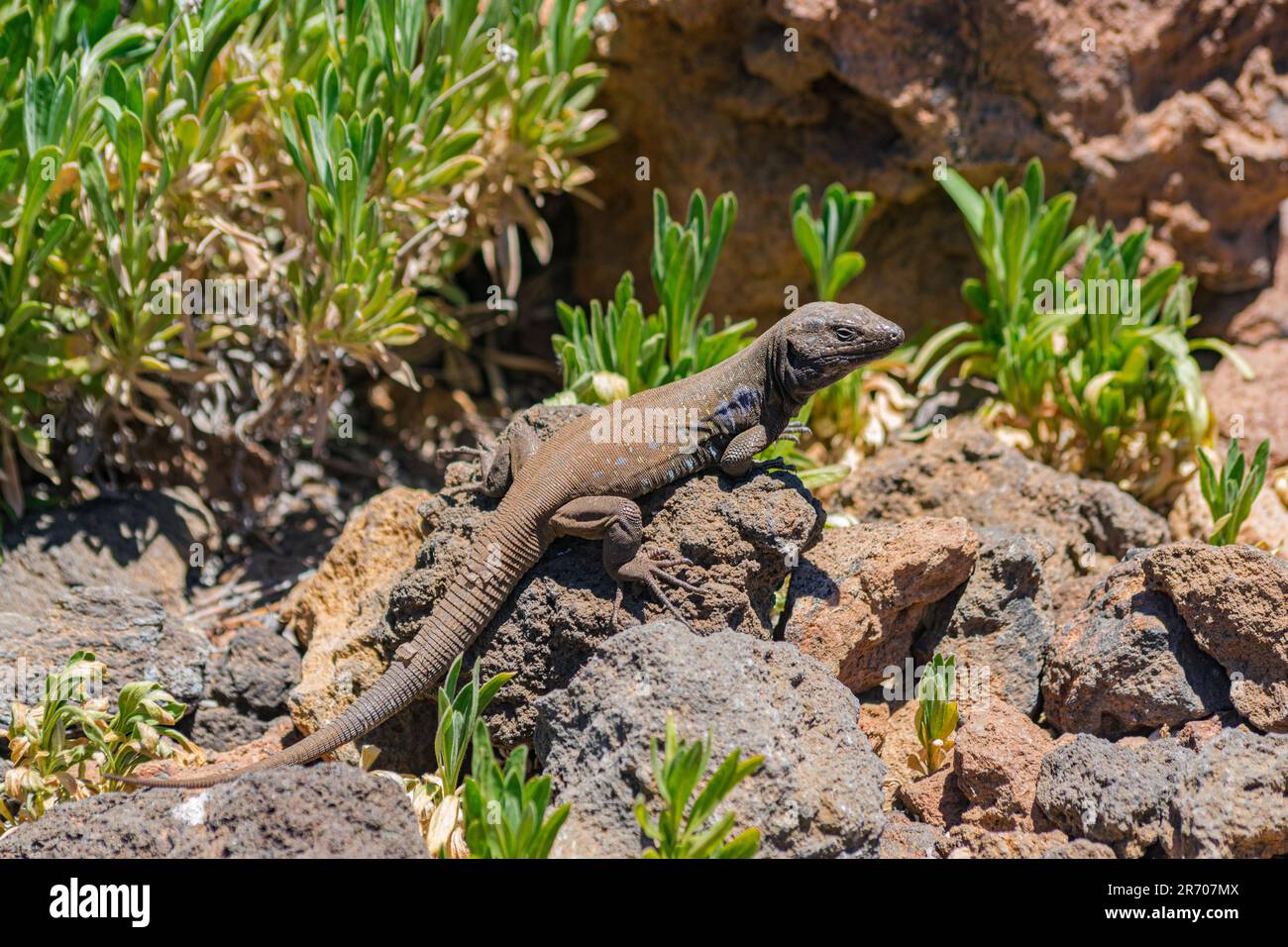 Männliche Gallot-Eidechse (Gallotia galloti galloti), auf vulkanischen Felsen und mit grüner Vegetation im Teide-Nationalpark, Teneriffa Stockfoto