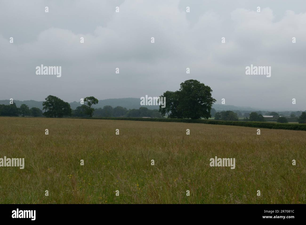 Landschaft bei düsterem Wetter, West Woodlands, nahe Frome, Somerset, England. Stockfoto