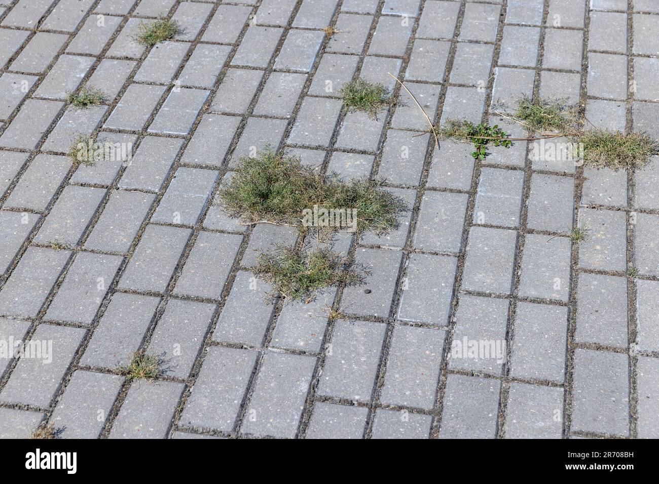 Details der Straße, auf der Gras durch die Fliesen wächst und Nähte in den Fliesen entstehen, ein Teil der Straße wird durch Gras und andere Pflanzen zerstört Stockfoto