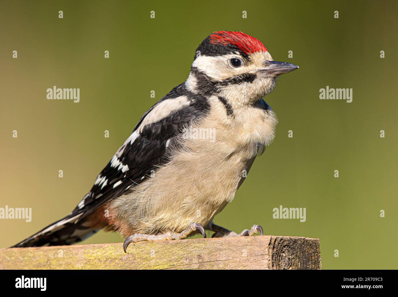 Nahaufnahme eines wilden, juvenilen Buntspechts (Dendrocopus major), der isoliert auf einem Holzpfahl sitzt. Stockfoto