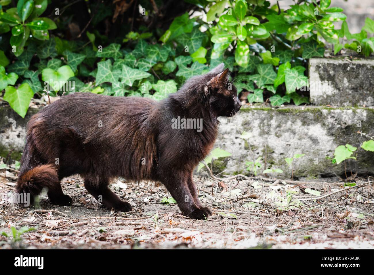 Langhaarige, schwarz rostige, rote streunende Katze mit Tyrosinmangel Stockfoto
