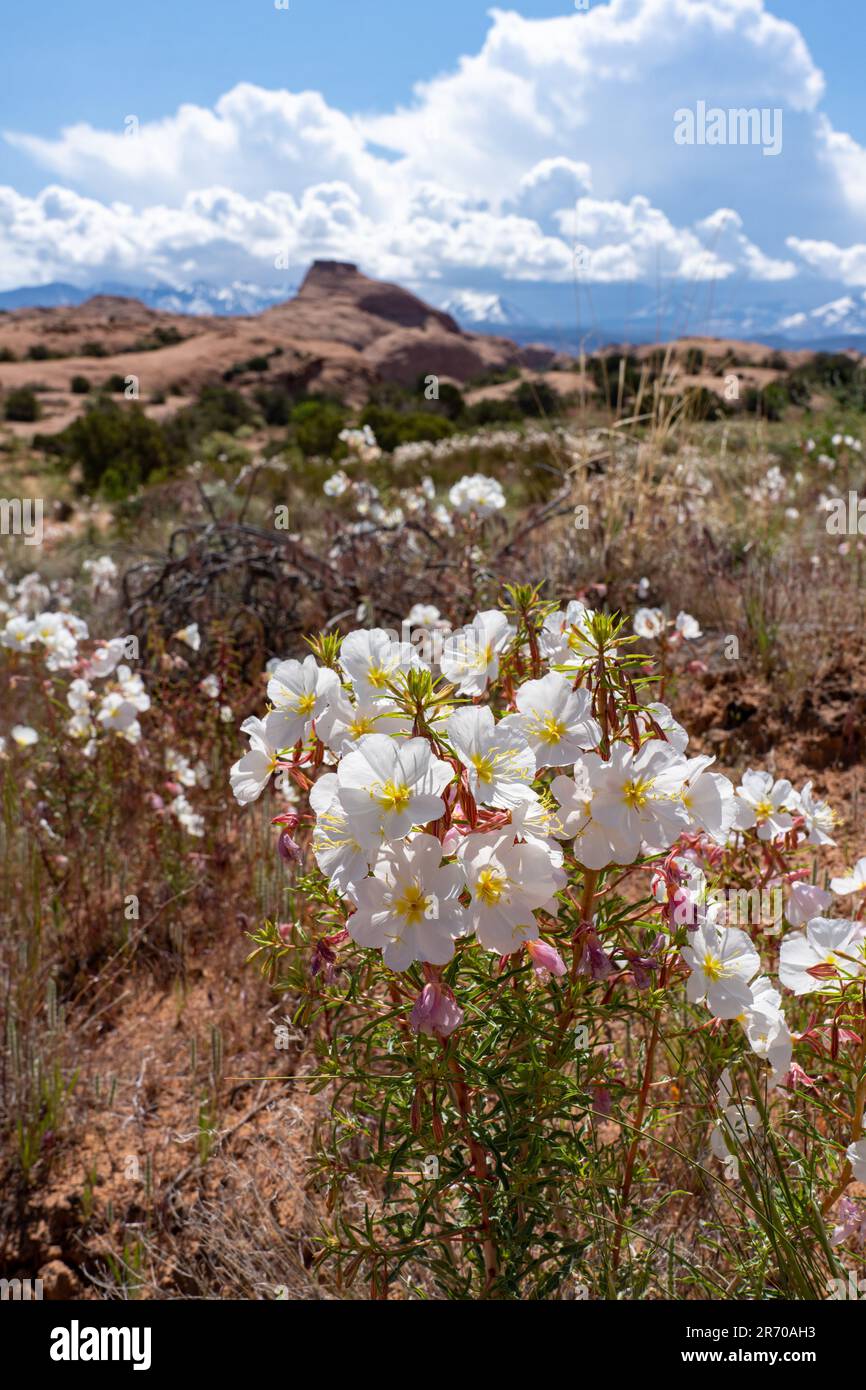 Blasser Abend Primrose, Oenothera pallida, blühend in der Nähe von Moab, Utah. Stockfoto