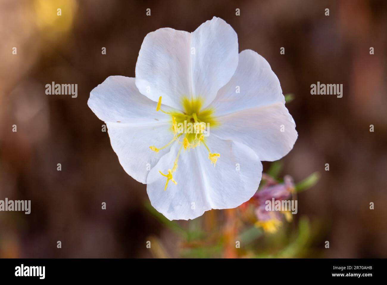 Blasser Abend Primrose, Oenothera pallida, blühend in der Nähe von Moab, Utah. Stockfoto