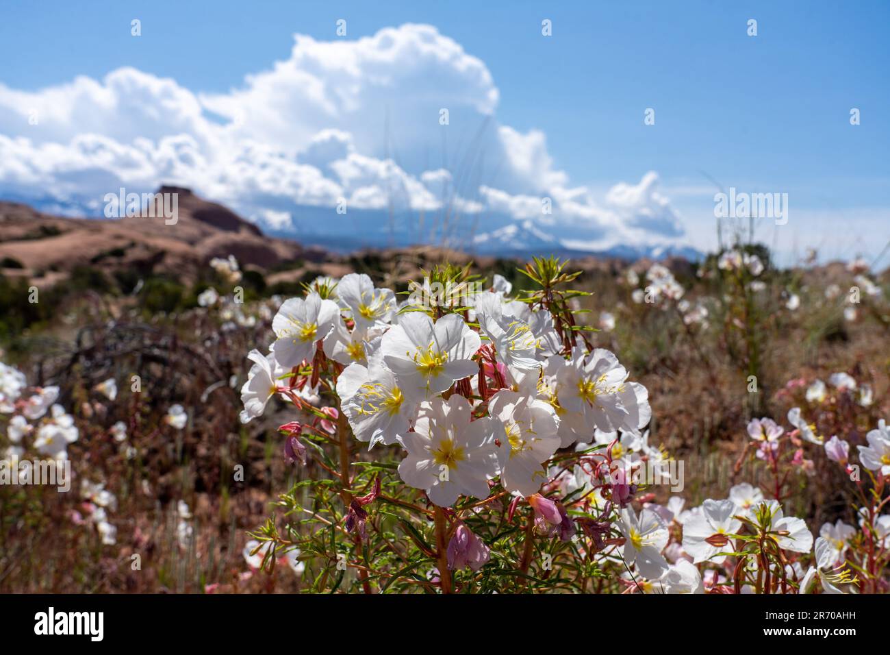 Blasser Abend Primrose, Oenothera pallida, blühend in der Nähe von Moab, Utah. Stockfoto