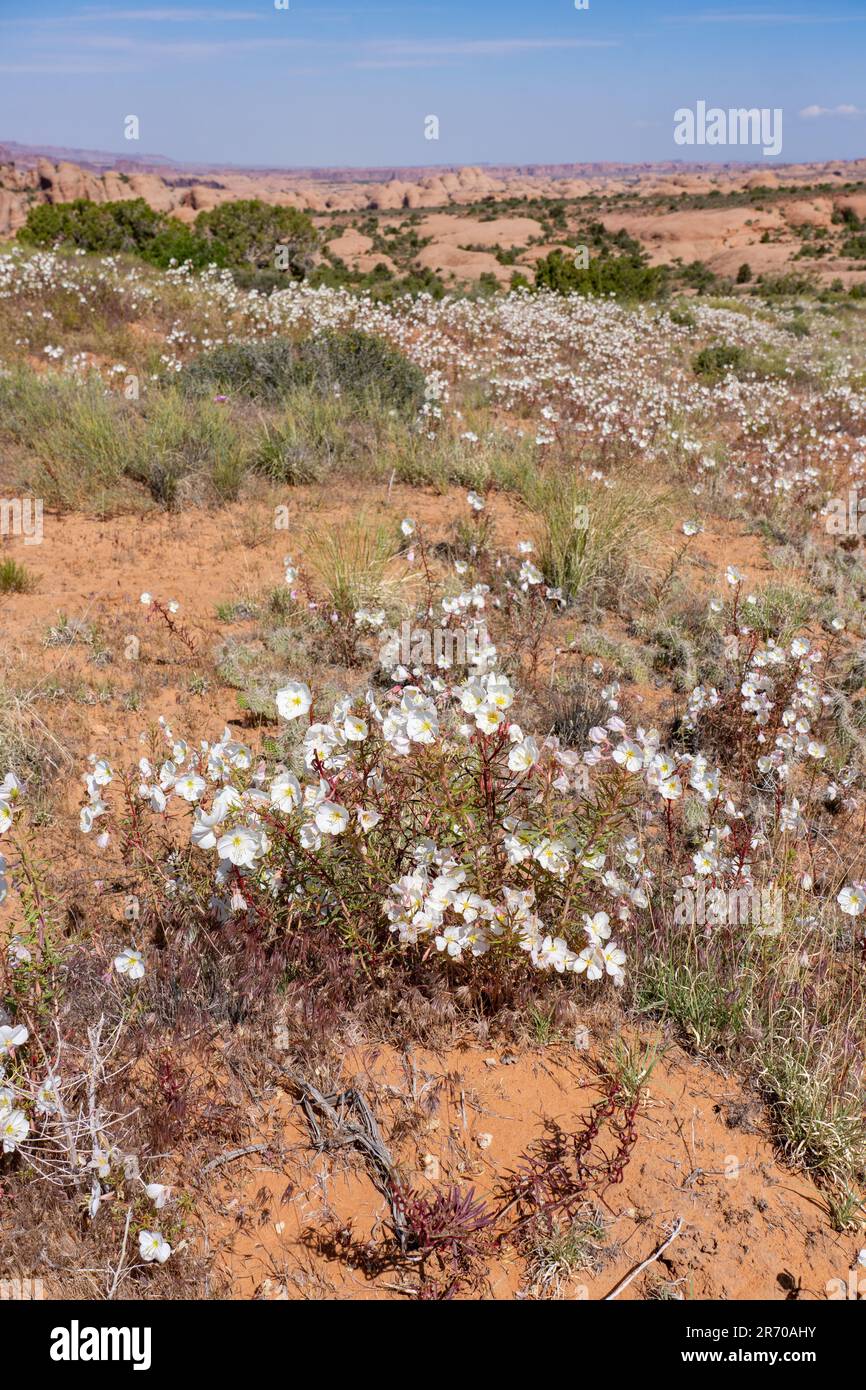 Blasser Abend Primrose, Oenothera pallida, blühend in der Nähe von Moab, Utah. Stockfoto