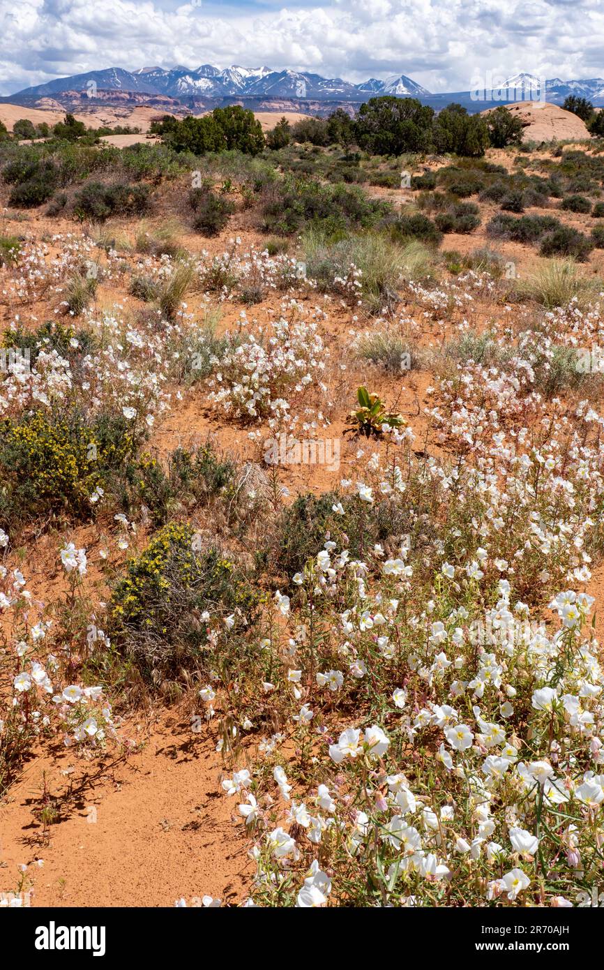 Blasser Abend Primrose, Oenothera pallida, blühend in der Nähe von Moab, Utah. Dahinter befinden sich die La Sal Mountains. Stockfoto