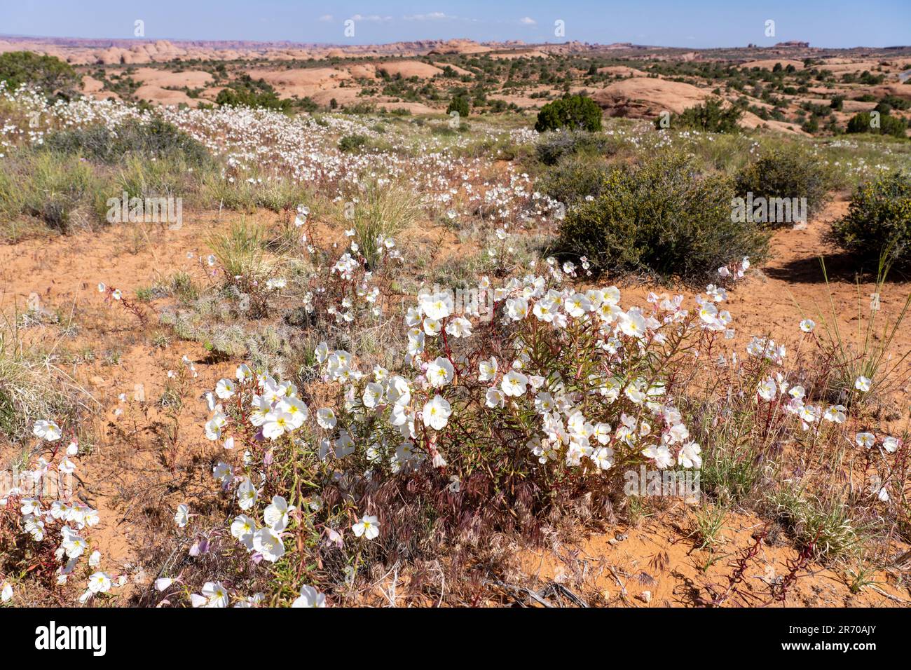 Blasser Abend Primrose, Oenothera pallida, blühend in der Nähe von Moab, Utah. Stockfoto