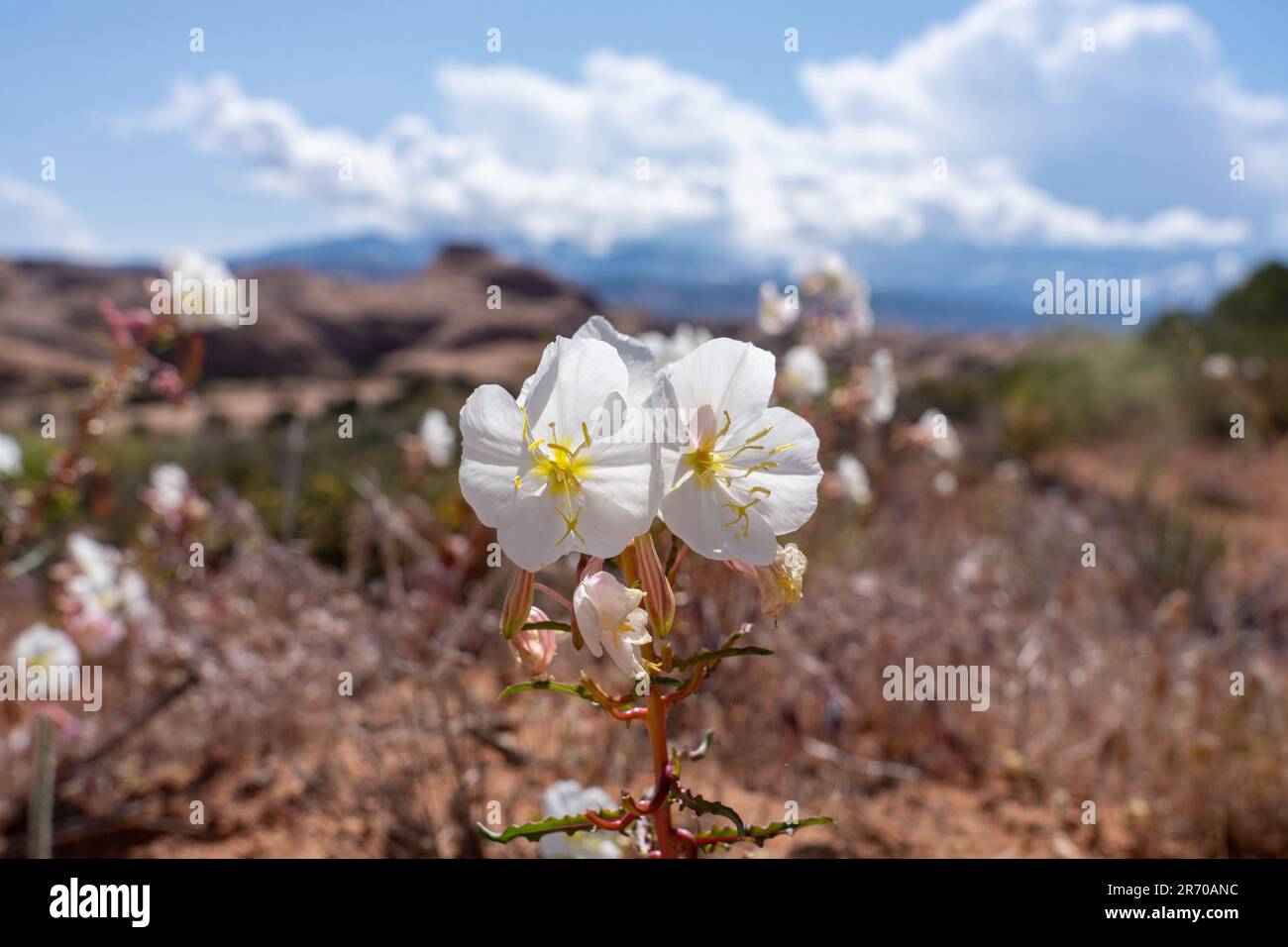 Blasser Abend Primrose, Oenothera pallida, blühend in der Nähe von Moab, Utah. Stockfoto