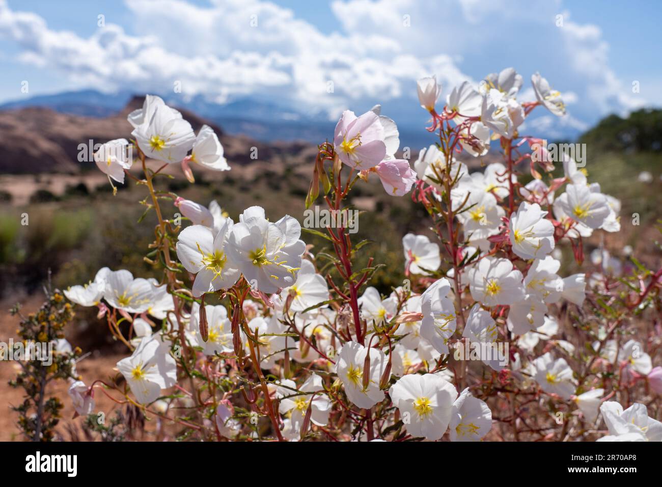 Blasser Abend Primrose, Oenothera pallida, blühend in der Nähe von Moab, Utah. Stockfoto