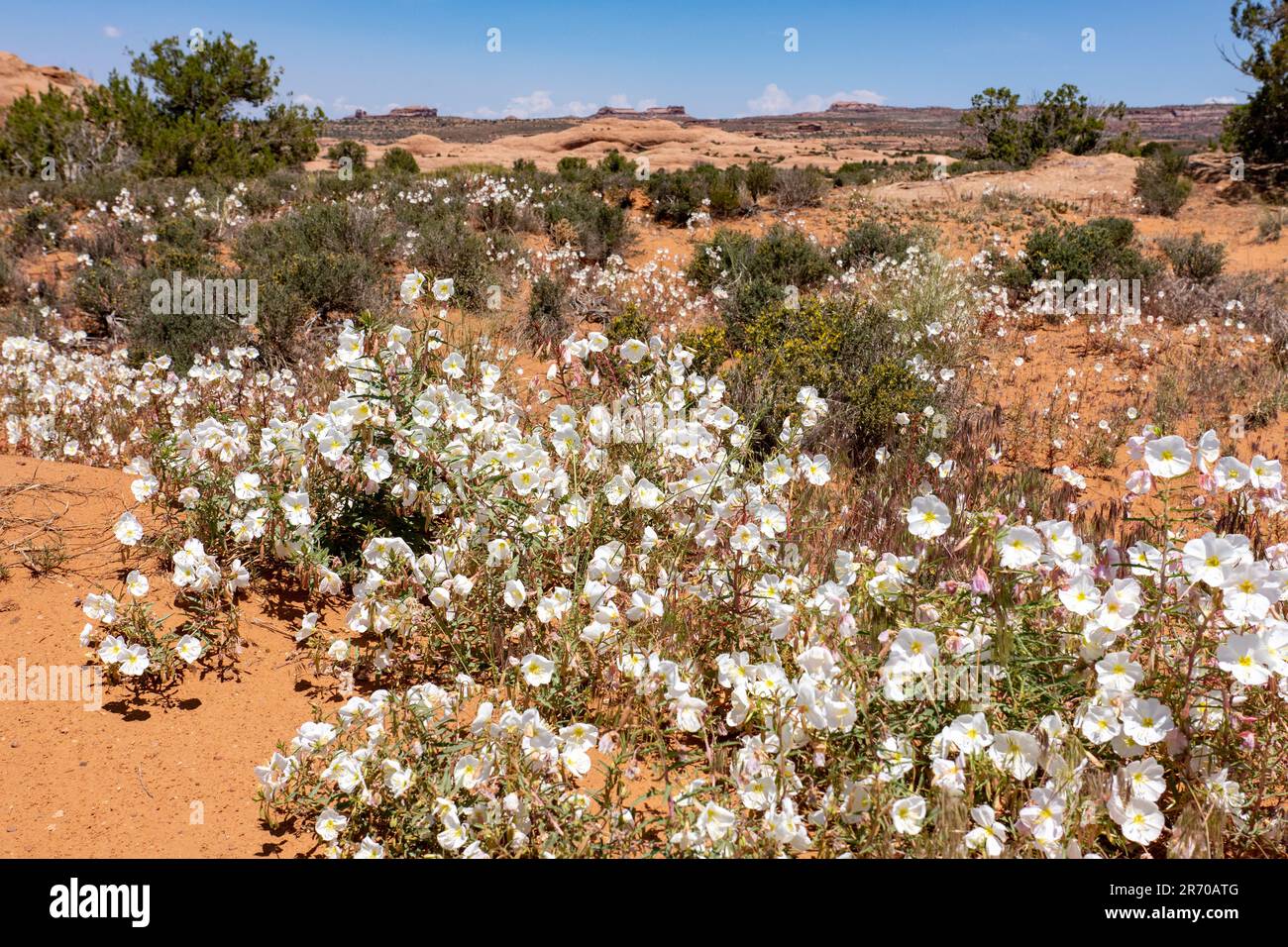Blasser Abend Primrose, Oenothera pallida, blühend in der Nähe von Moab, Utah. Stockfoto