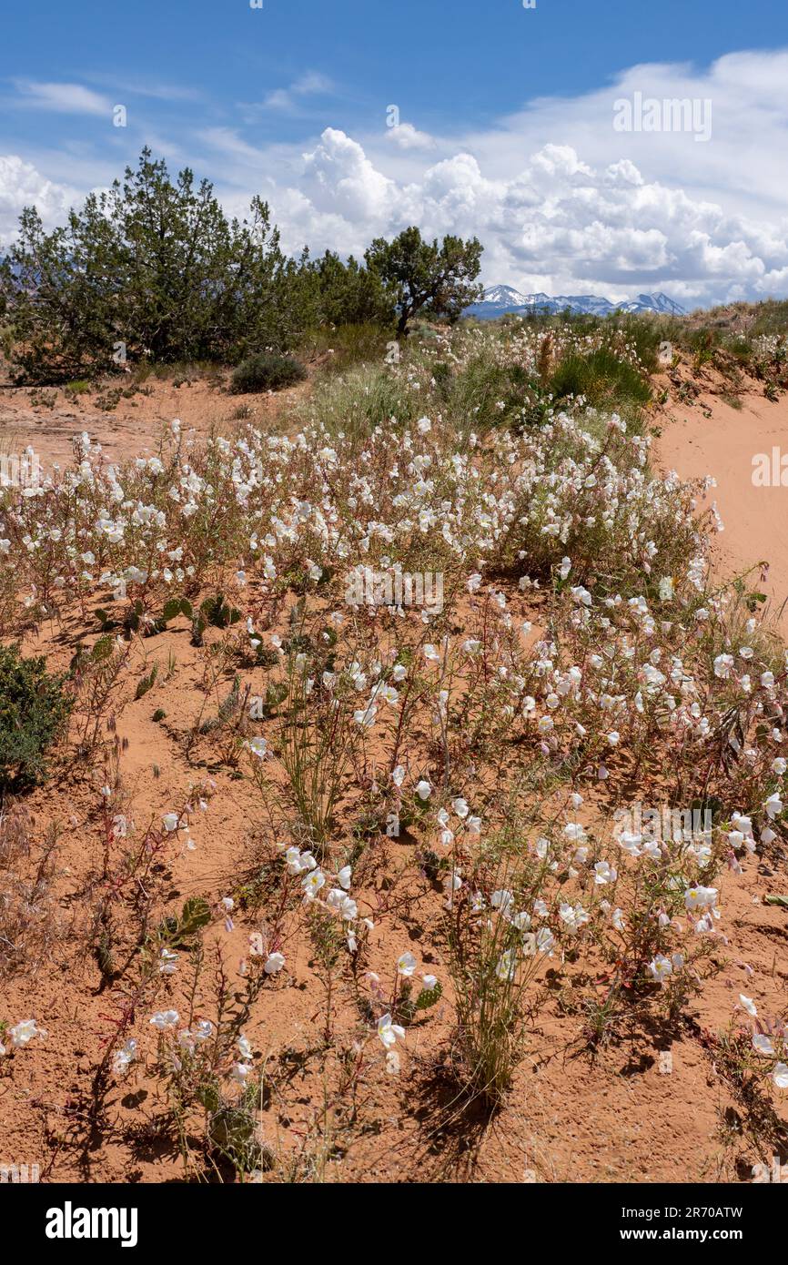 Blasser Abend Primrose, Oenothera pallida, blühend in der Nähe von Moab, Utah. Dahinter befinden sich die La Sal Mountains. Stockfoto