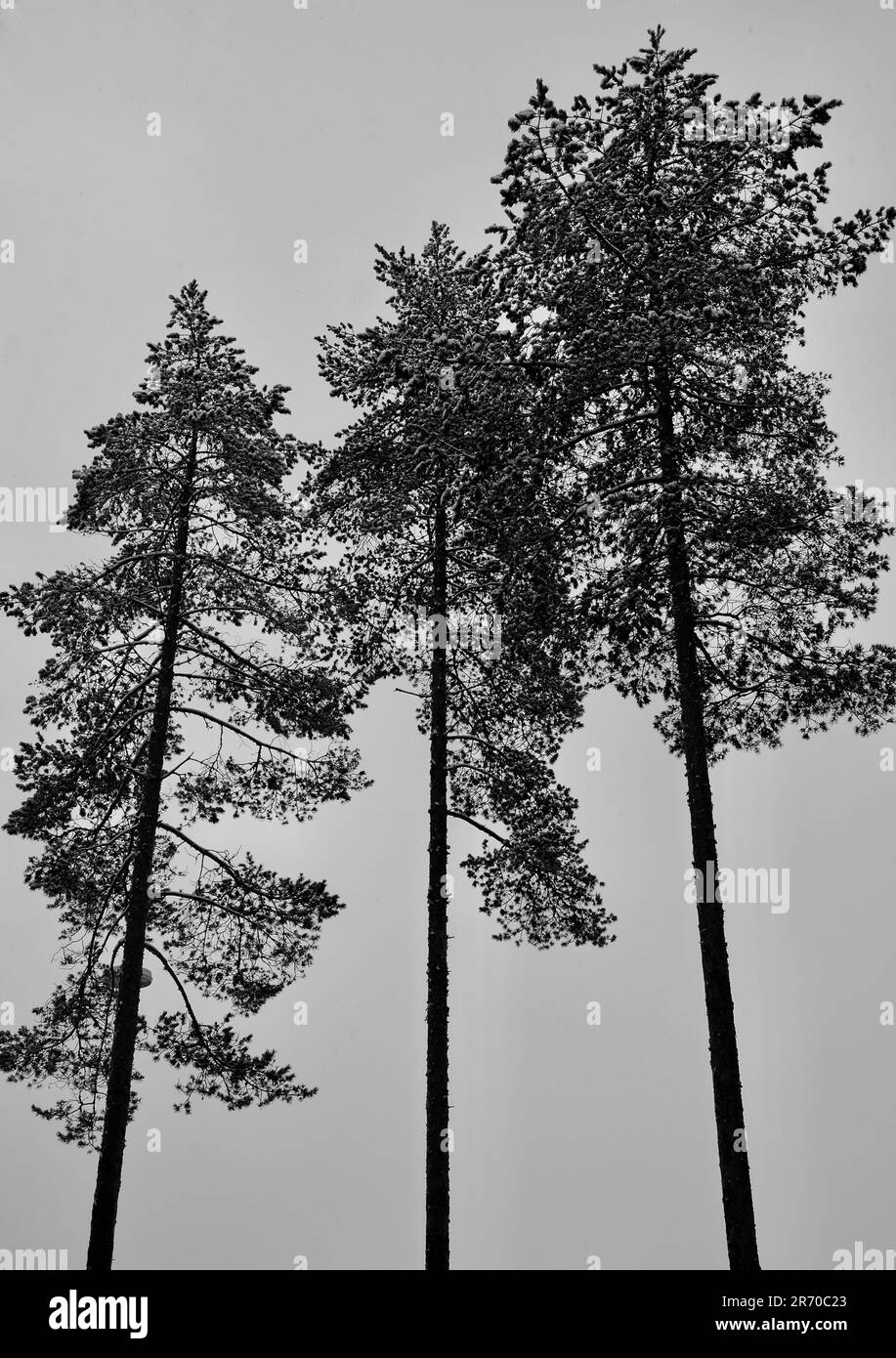 Drei hohe, dünne immergrüne Kiefern vor dem farblosen grauen Himmel Stockfoto