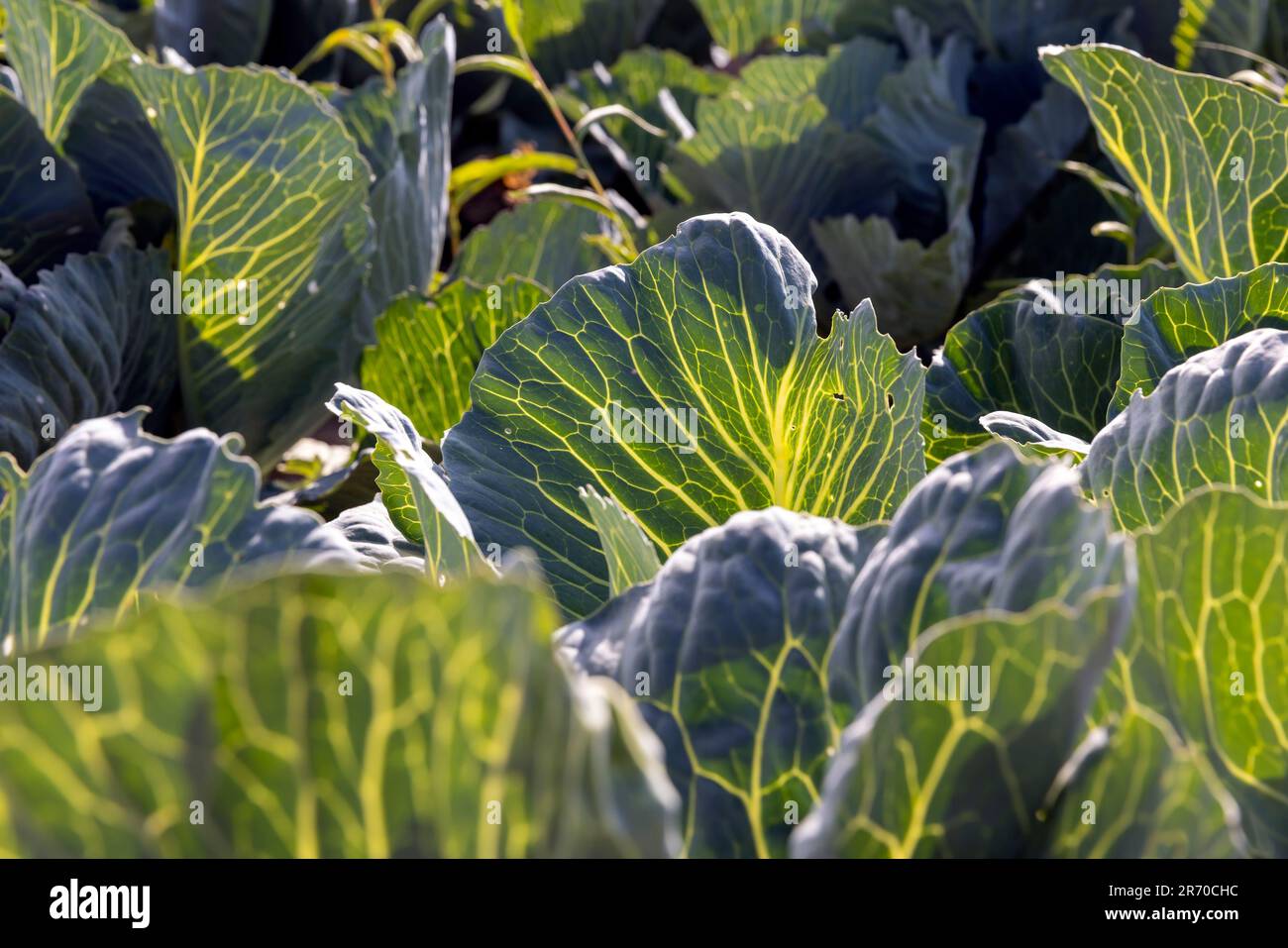 Ackerland, auf dem Kohl in Kohl angebaut wird, ein Feld mit wachsendem