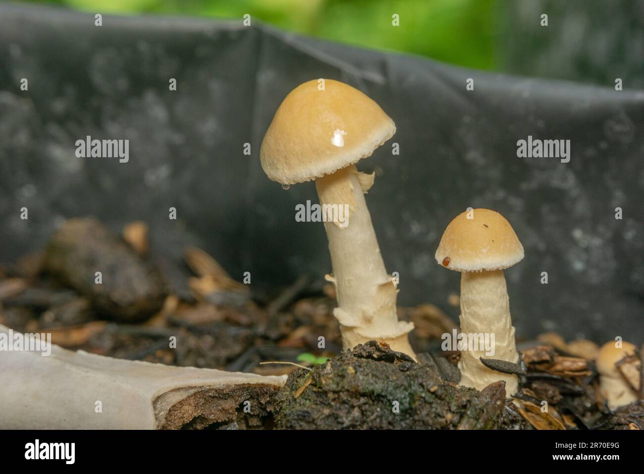 Die Amanita Fulva wächst auch im Polybeutel anderer Pflanzen. Amanita fulva, gemeinhin Tawny Grisette oder die orange-braune ringlose Amanita genannt, ist Stockfoto