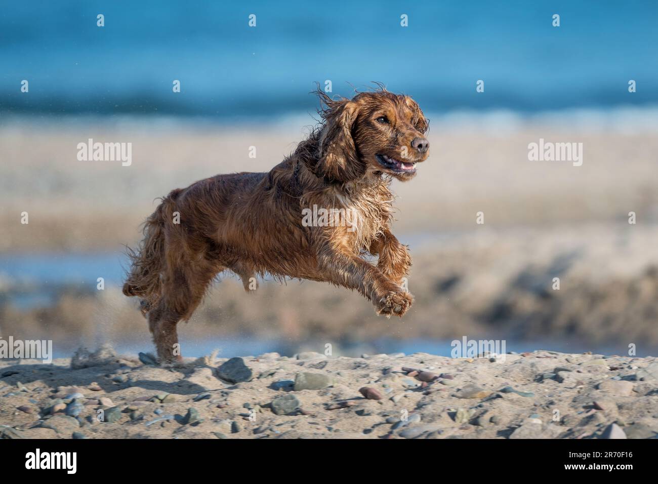 Cocker Spaniel Dog in Aktion, nachdem er nass wurde und in die Luft gesprungen ist und am Meer spielte, am Freshwater East Beach, Pembrokeshire, in der Sonne, w Stockfoto