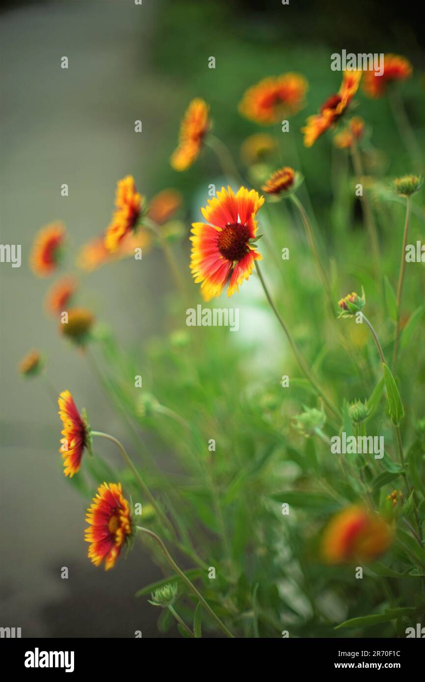 Gelb orange Blüten gaillardia wachsen im Sommer Tag, Nahaufnahme öffnen lebendige Knospen Stockfoto