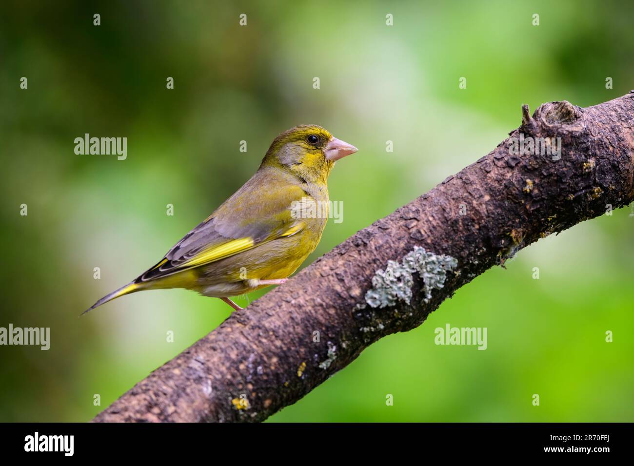 Greenfinch, Chloris Chloris, hoch oben auf einem Ast Stockfoto
