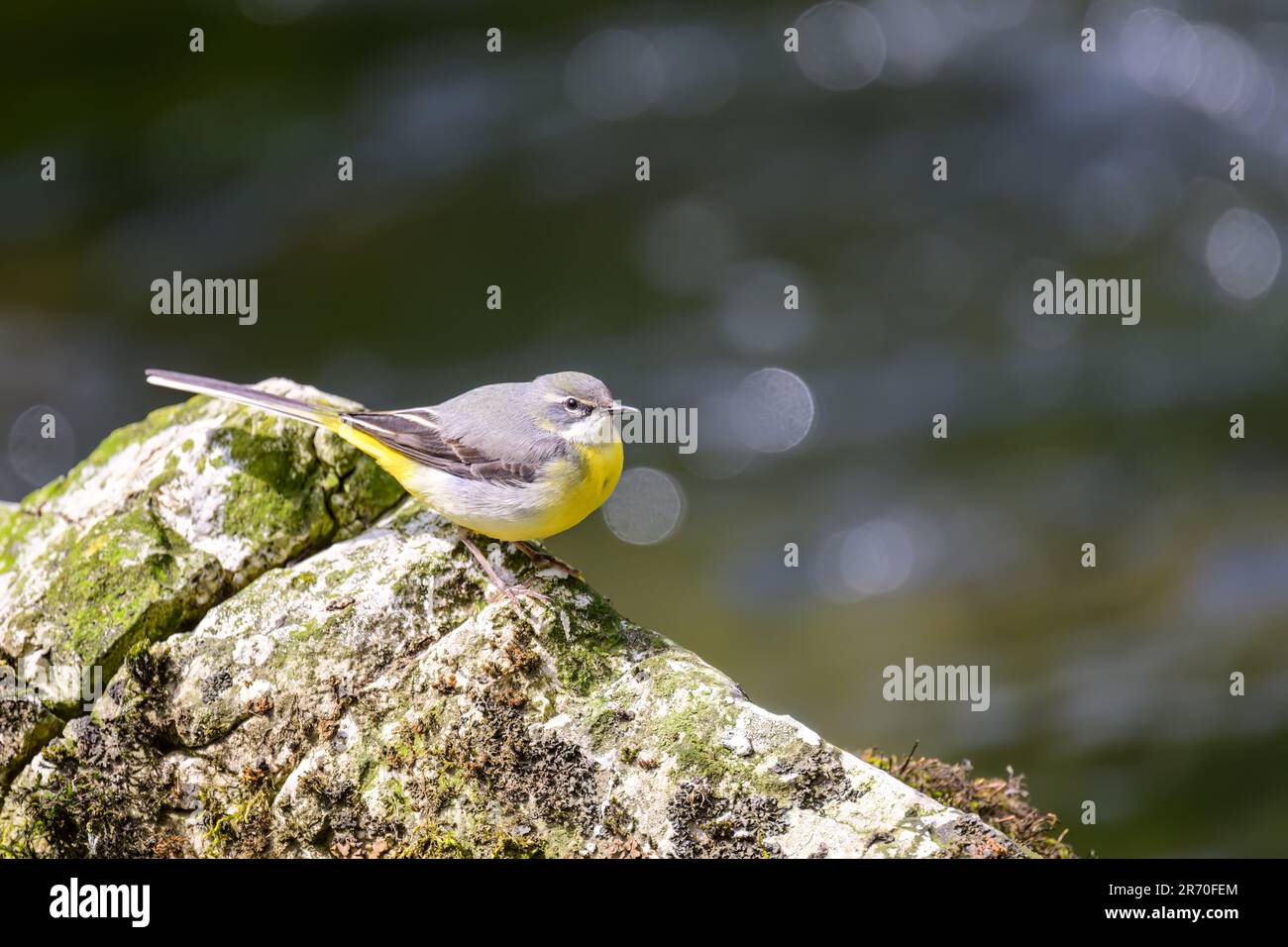 Grauer Schwanz, Motacilla cinerea, hoch oben auf einem Felsen in einem Fluss. Stockfoto