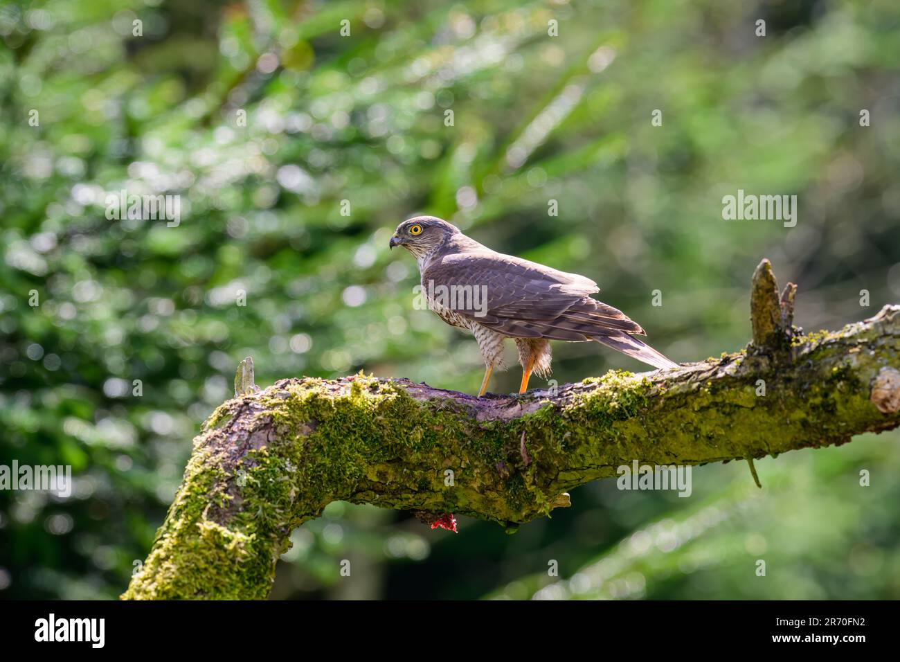 Weiblicher Sparrowhawk, Accipiter nisus, hoch oben auf einem moosbedeckten Ast Stockfoto