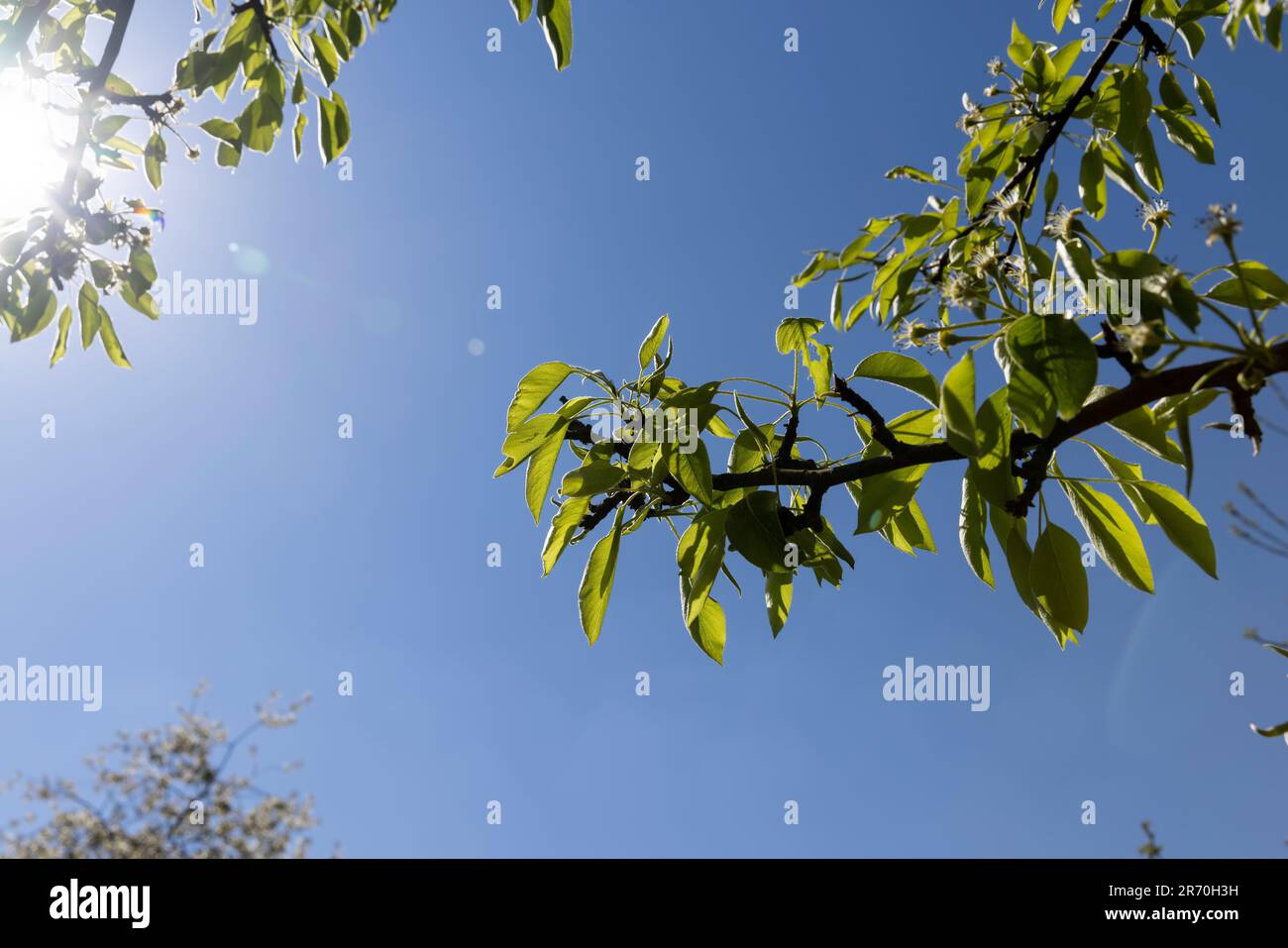 Das erste Laub auf einer blühenden Obstbirne, sonniges, klares Wetter in einem Obstgarten mit blühenden Birnen Stockfoto