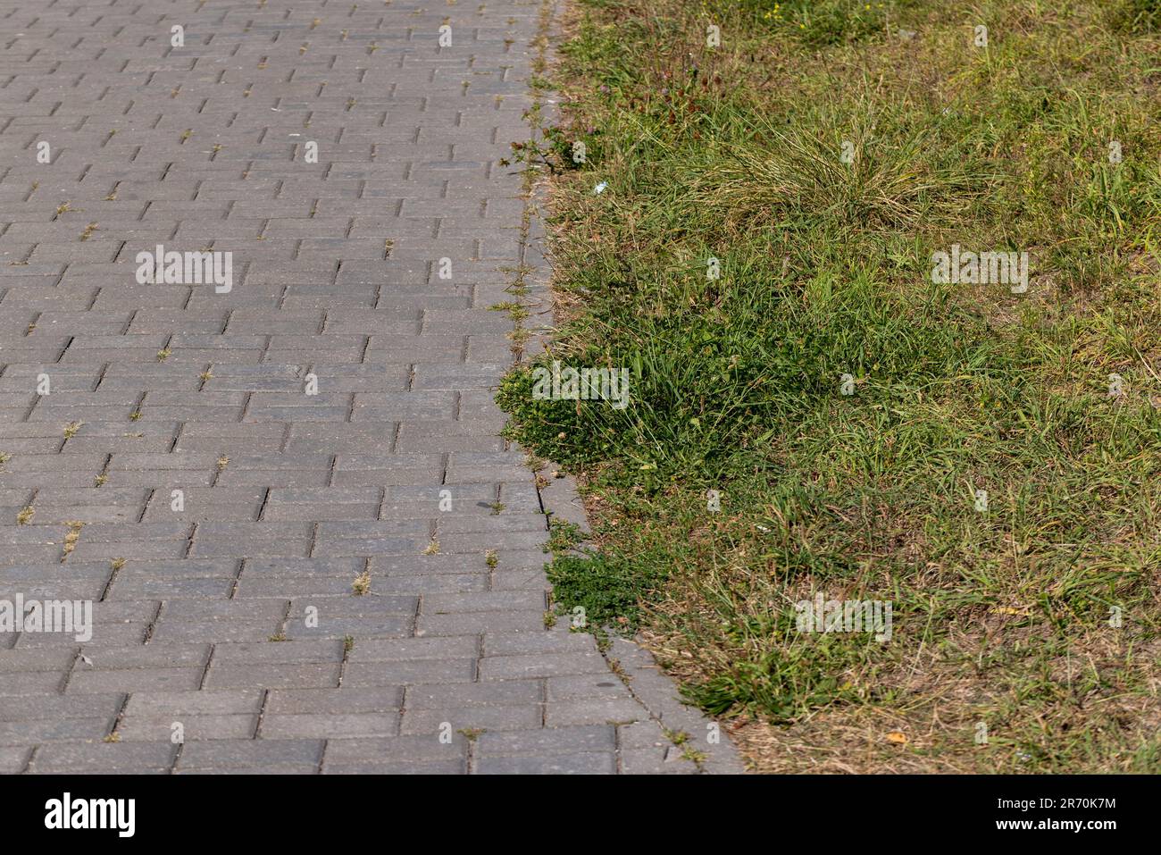 Ein Fußgängerweg aus Betonfliesen, die mit Gras überwuchert sind, Gras, das durch die Nähte der Straßenfliesen wächst Stockfoto