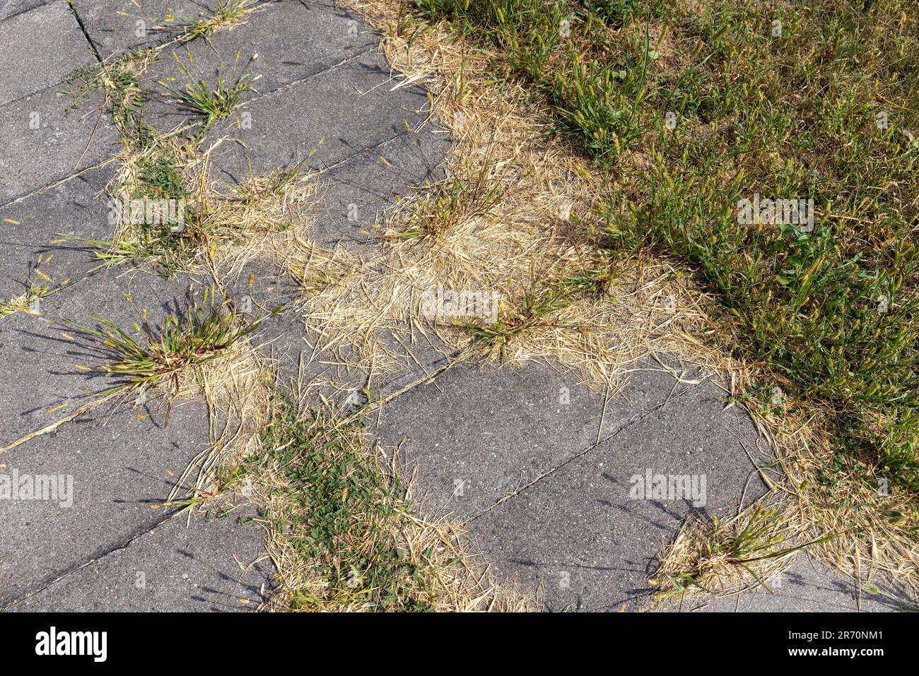 Details der Straße, auf der Gras durch die Fliesen wächst und Nähte in den Fliesen entstehen, ein Teil der Straße wird durch Gras und andere Pflanzen zerstört Stockfoto