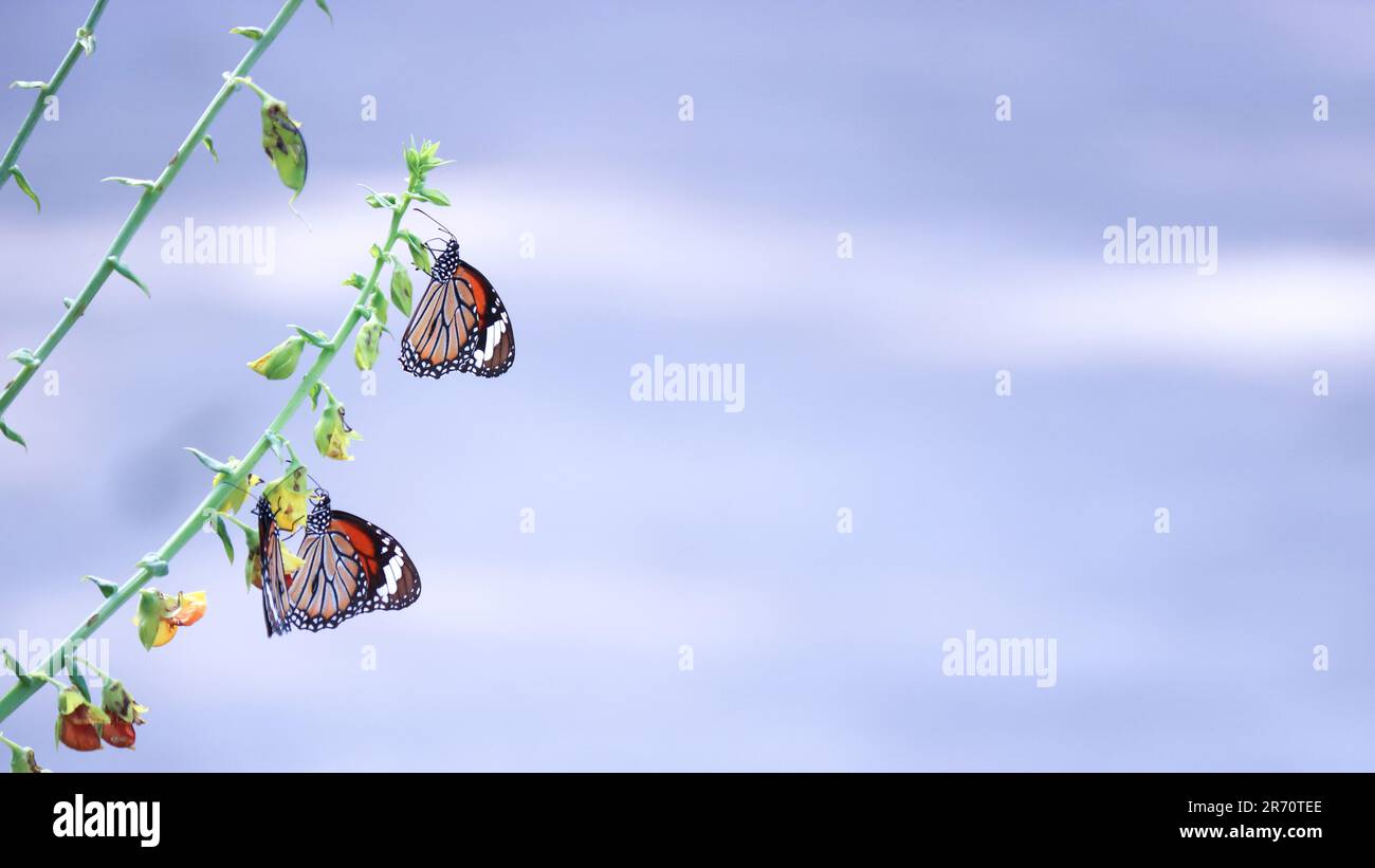 Schmetterling-Tiger (Danaus genutia) auf einer gelben Blume. Stockfoto