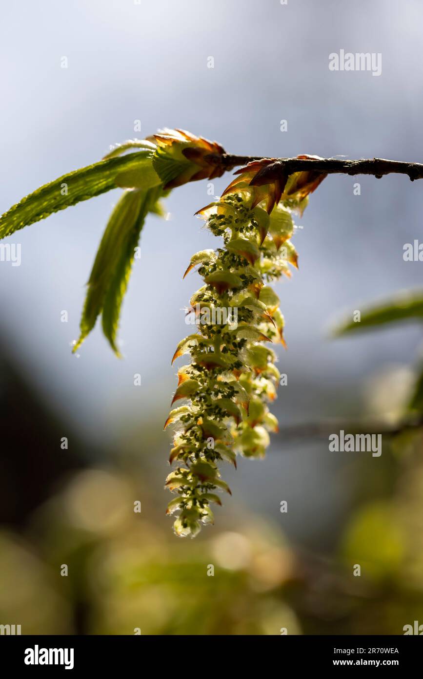 Lange Hornbalkenblüten im Frühling, wunderschöne Hornbalkenblüten während der Blüte in der Mitte des Frühlings Stockfoto