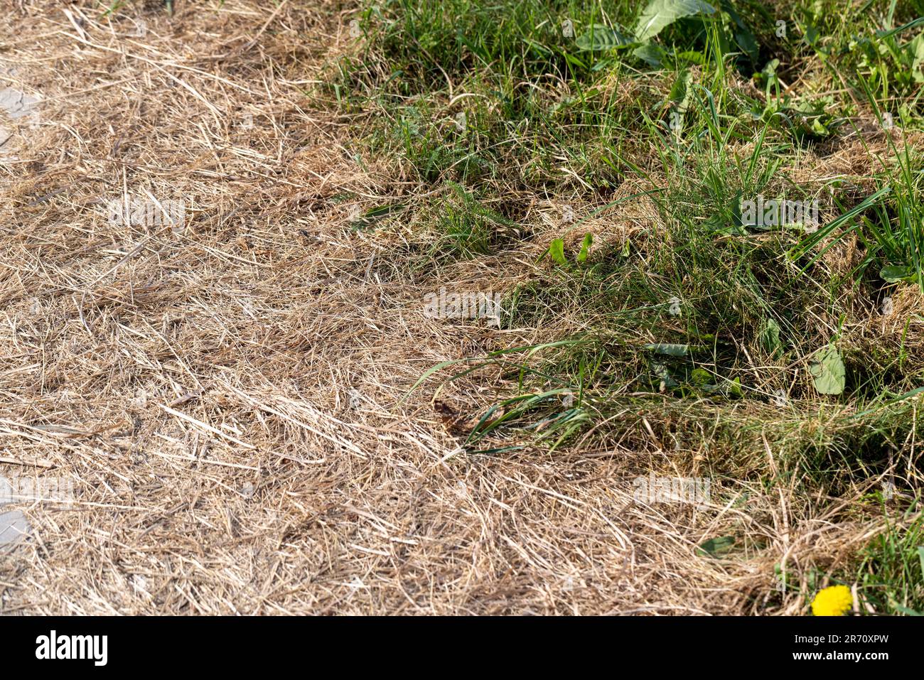 Ein Fußgängerweg aus Betonfliesen, die mit Gras überwuchert sind, Gras, das durch die Nähte der Straßenfliesen wächst Stockfoto