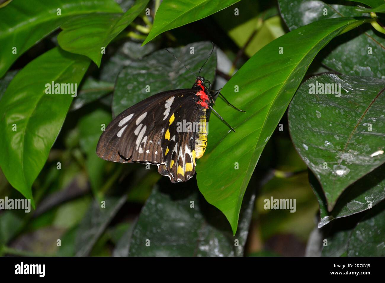 Farbenfroher Schmetterling Stockfoto