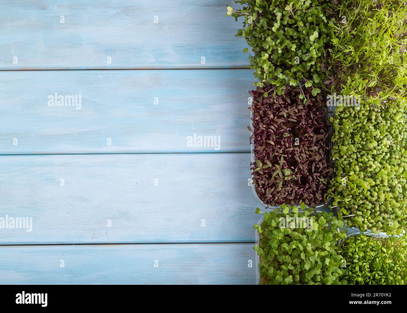 Set mit mikrogrünen Sprossen aus Amaranth, Rucola, Brunnenkresse, Senf, mizuna und Kohlrabi-Kohl auf blauem Holzhintergrund. Draufsicht, flach Stockfoto