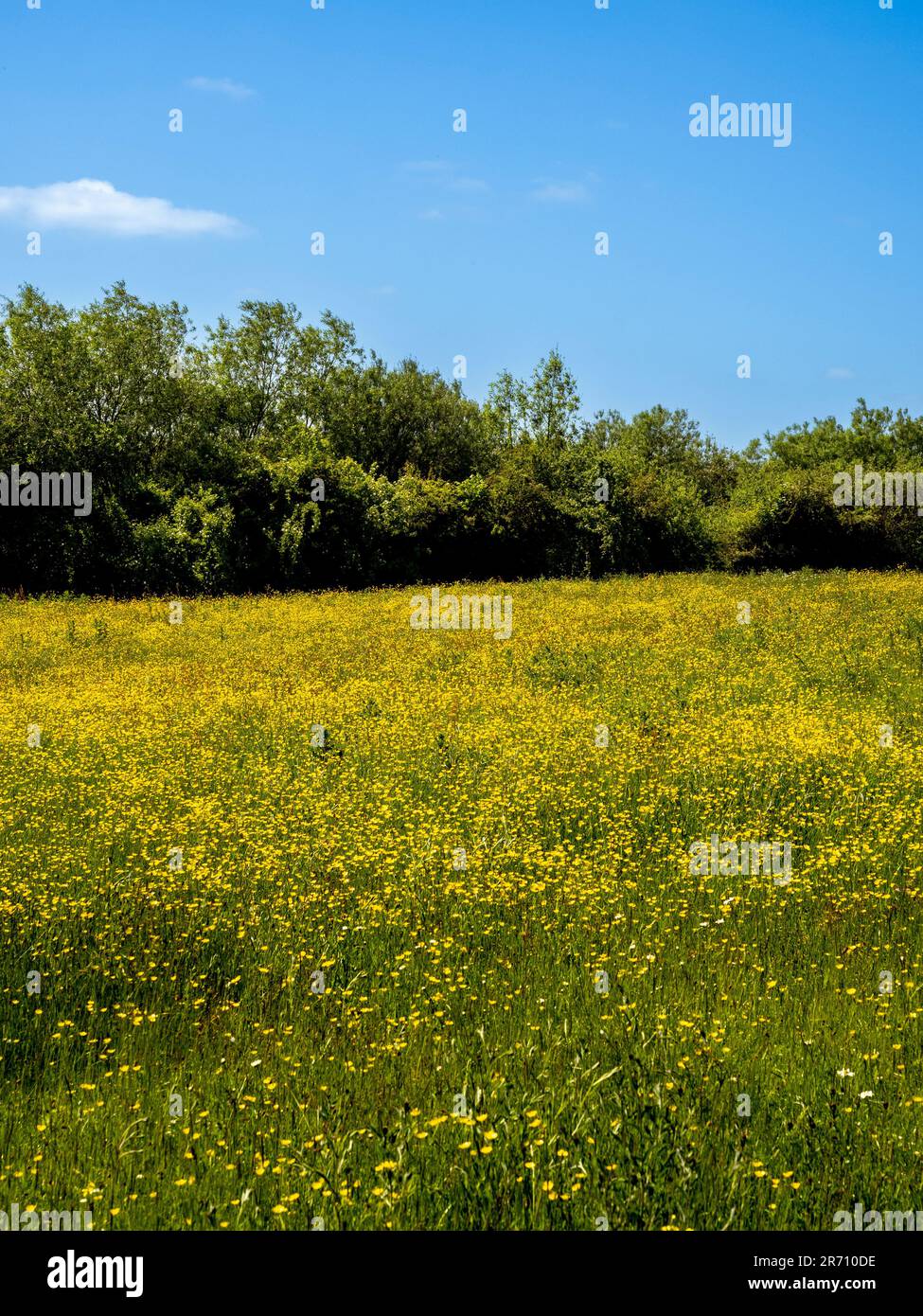 Butterblütenwiesen vor einer natürlichen Hecke und blauem Himmel an einem sonnigen Sommertag in Großbritannien. Stockfoto