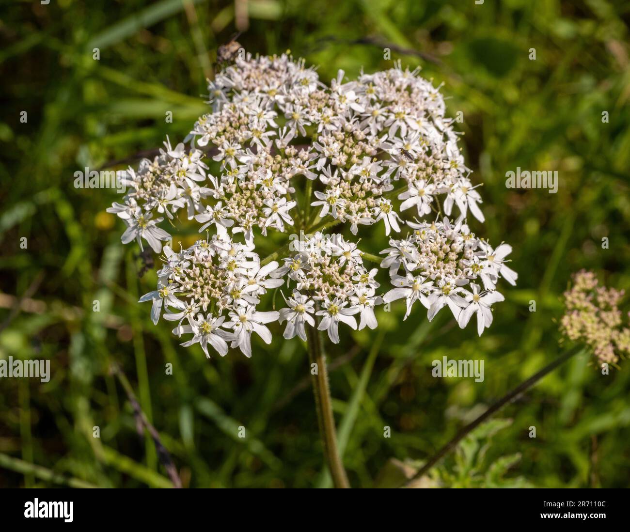 Nahtaufnahme des Umberblütenkopfes von Heracleum sphondylium, gebräuchlicher Name Hogweed (auch als Kuhparsnip bezeichnet), der in den ländlichen Gebieten des Vereinigten Königreichs angebaut wird Stockfoto