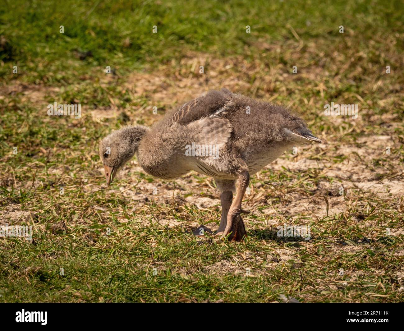 Ein einsamer Graylag, der im Gras herumfummelt. UK Stockfoto