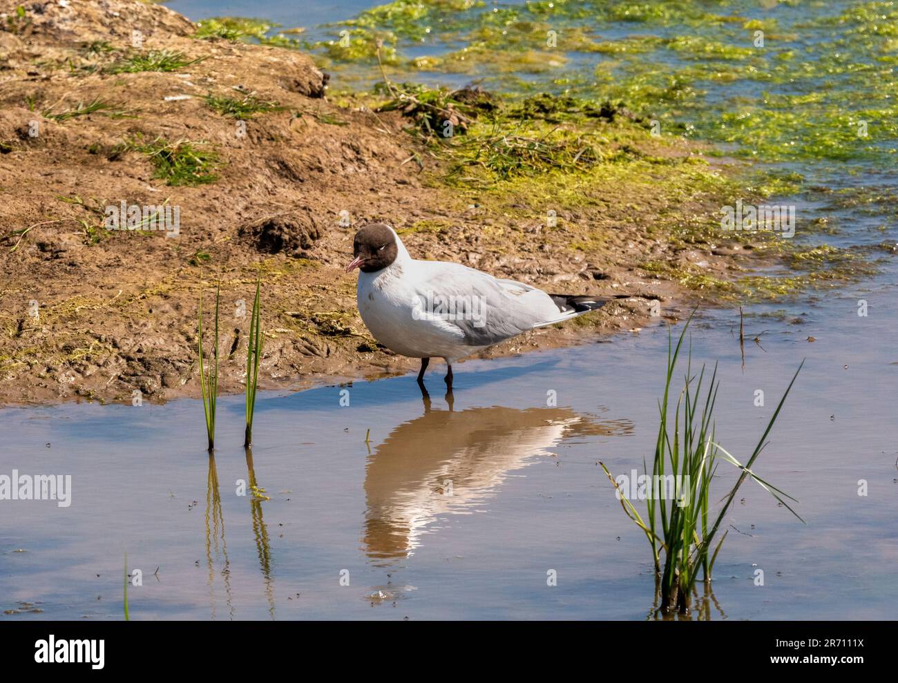 Schwarzkopfmöwe waten im flachen Wasser am Rand eines Sees im Saltholme Nature Reserve. UK Stockfoto