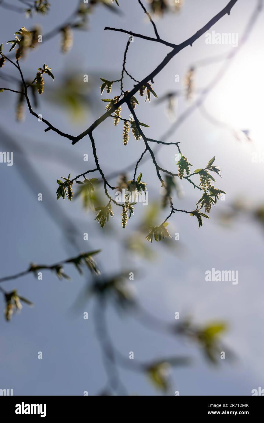Lange Hornbalkenblüten im Frühling, wunderschöne Hornbalkenblüten während der Blüte in der Mitte des Frühlings Stockfoto