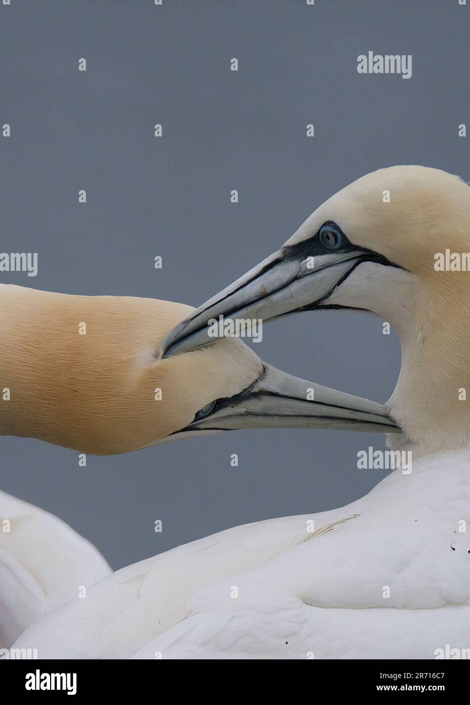 Die Liebesvögel Stockfoto