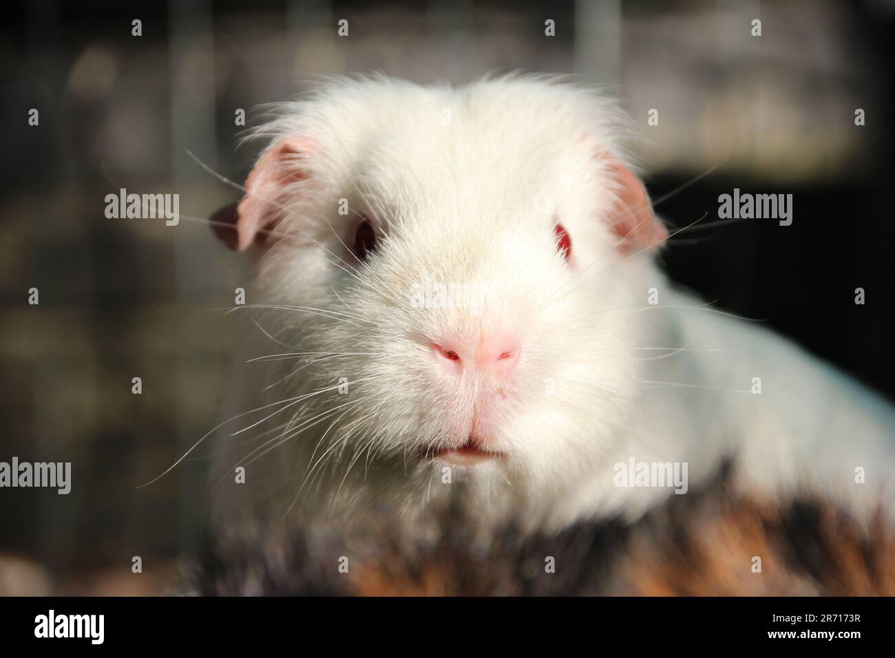 Bezaubernde Meerschweinchen, die ein Abenteuer im Freien genießen und natürlich ihre kleinen Gesichter stopfen!! Mein absolutes Lieblingstier ÜBERHAUPT!! Auch das beste Haustier!!!!!! Stockfoto