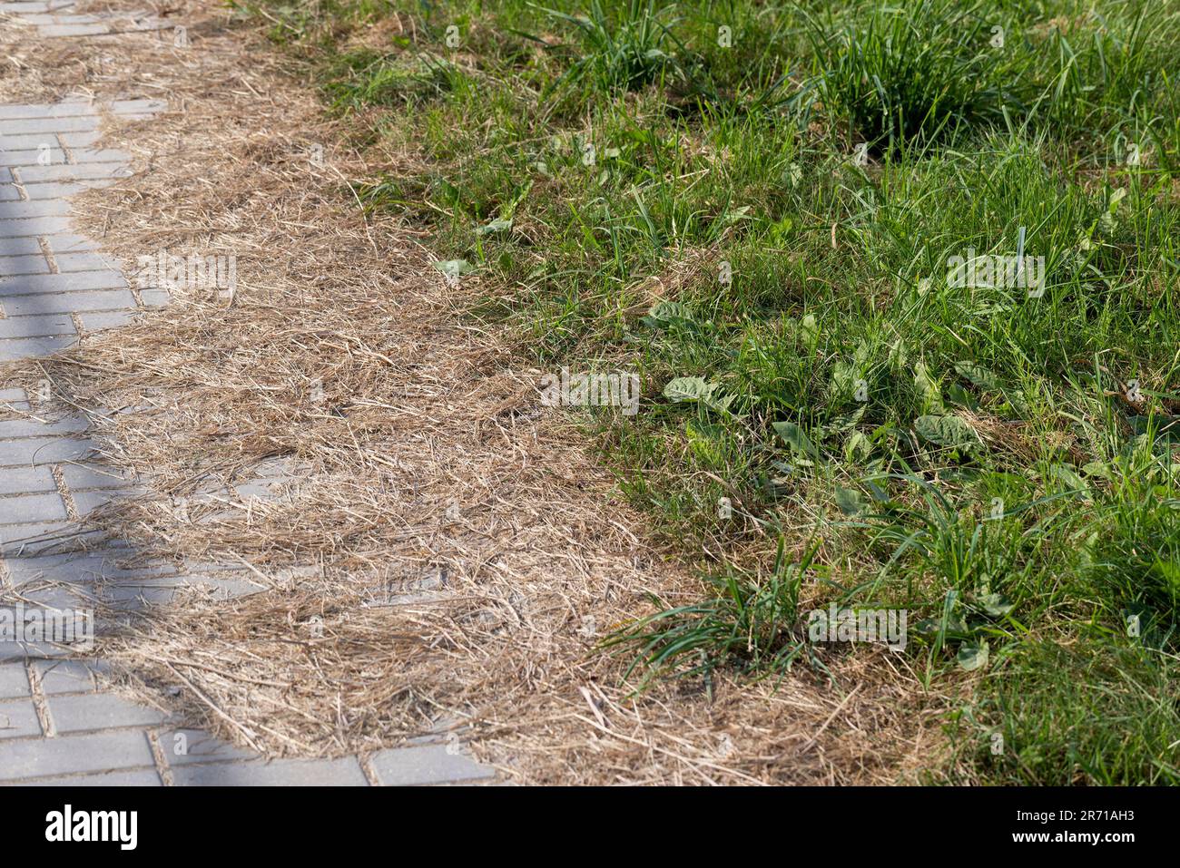 Ein Fußgängerweg aus Betonfliesen, die mit Gras überwuchert sind, Gras, das durch die Nähte der Straßenfliesen wächst Stockfoto