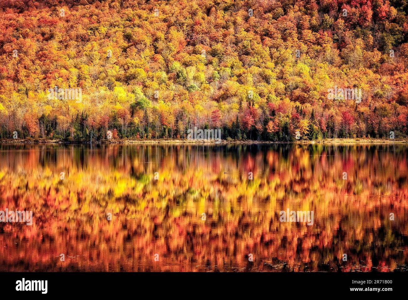 Spektakuläre Herbstfarben spiegeln sich im Long Pond nahe Belvidere Corners, Vermont, wider. Stockfoto