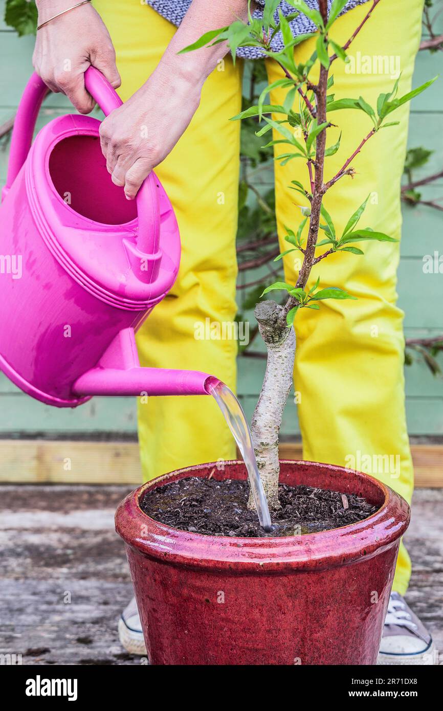 Eine Frau pflanzt einen jungen Pfirsichbaum in einem Topf auf einer