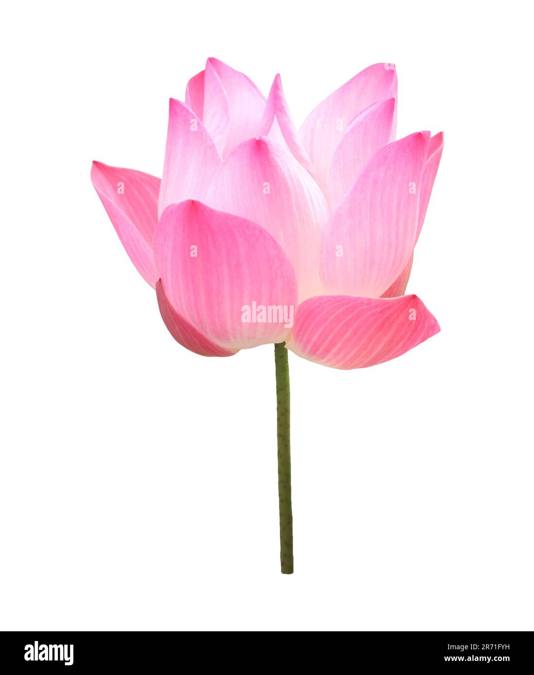 Nahaufnahme eines prächtigen, blühenden heiligen Lotus, isoliert auf weißem Hintergrund Stockfoto